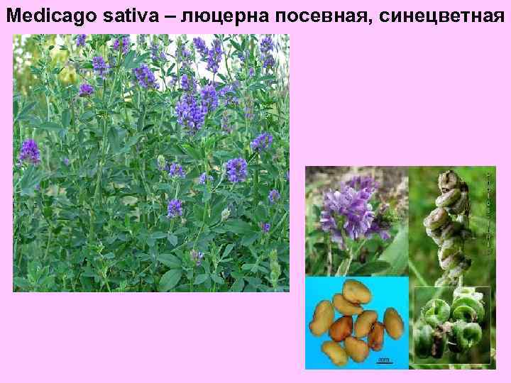 Medicago sativa – люцерна посевная, синецветная 