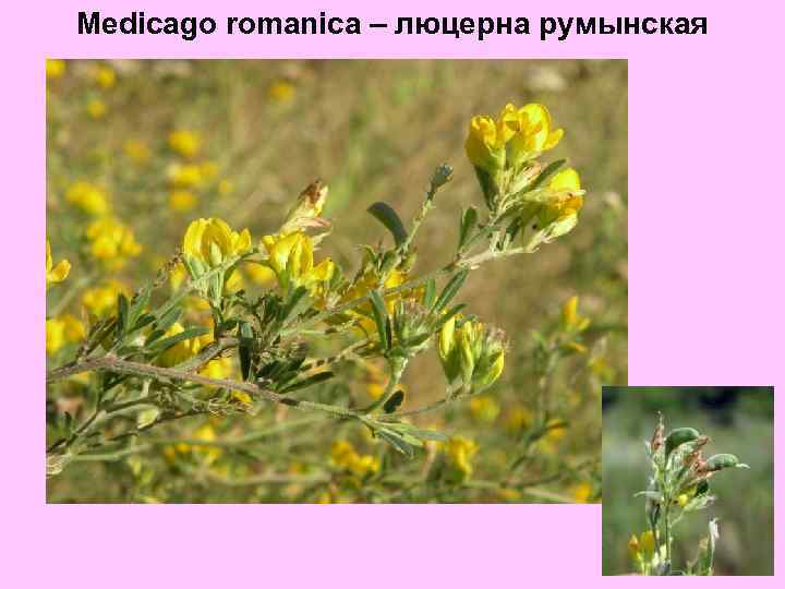 Medicago romanica – люцерна румынская 