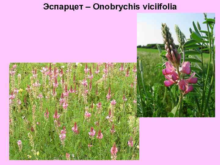 Эспарцет – Onobrychis viciifolia 