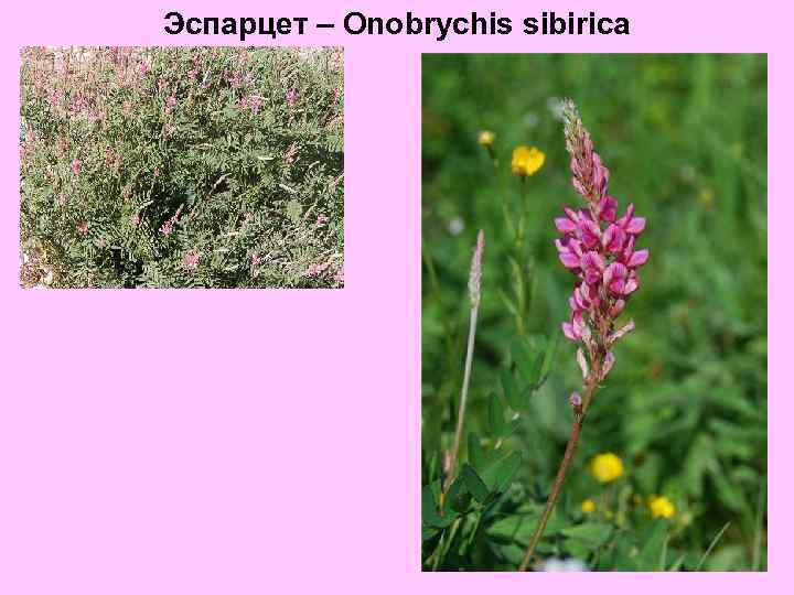Эспарцет – Onobrychis sibirica 