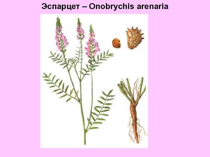 Эспарцет – Onobrychis arenaria 