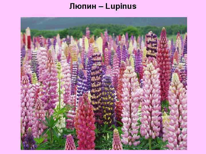 Люпин – Lupinus 