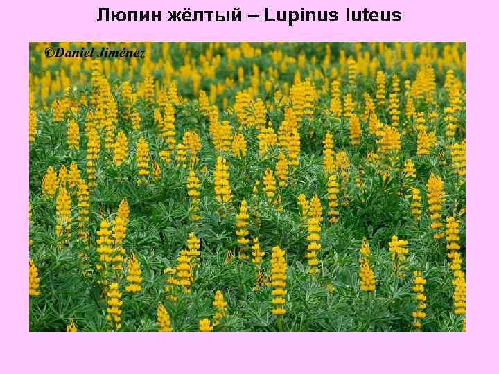 Люпин жёлтый – Lupinus luteus 
