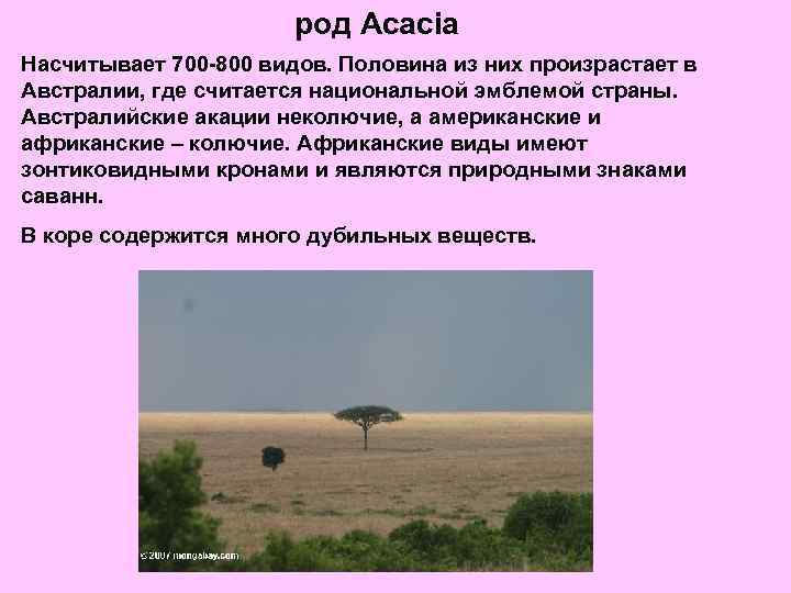 род Acacia Насчитывает 700 -800 видов. Половина из них произрастает в Австралии, где считается