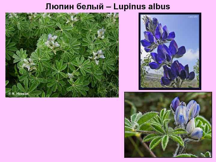 Люпин белый – Lupinus albus 