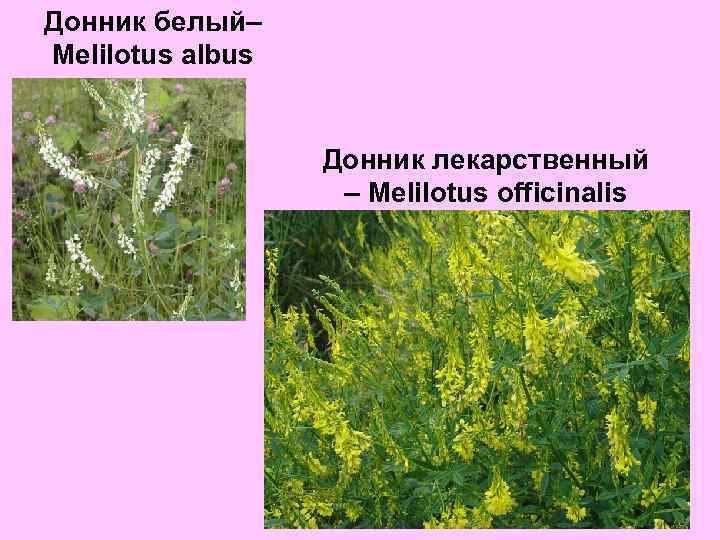 Донник белый– Melilotus albus Донник лекарственный – Melilotus officinalis 
