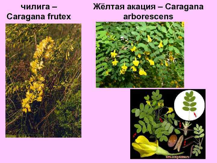 чилига – Caragana frutex Жёлтая акация – Caragana arborescens 