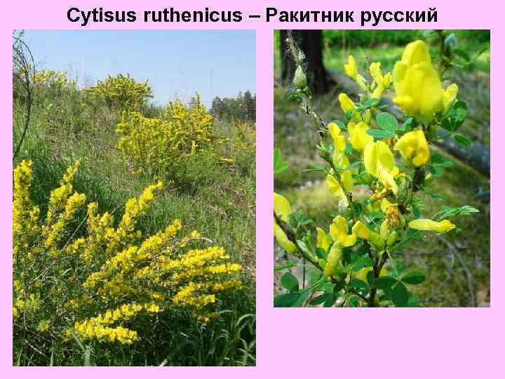 Cytisus ruthenicus – Ракитник русский 