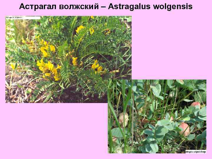 Астрагал волжский – Astragalus wolgensis 