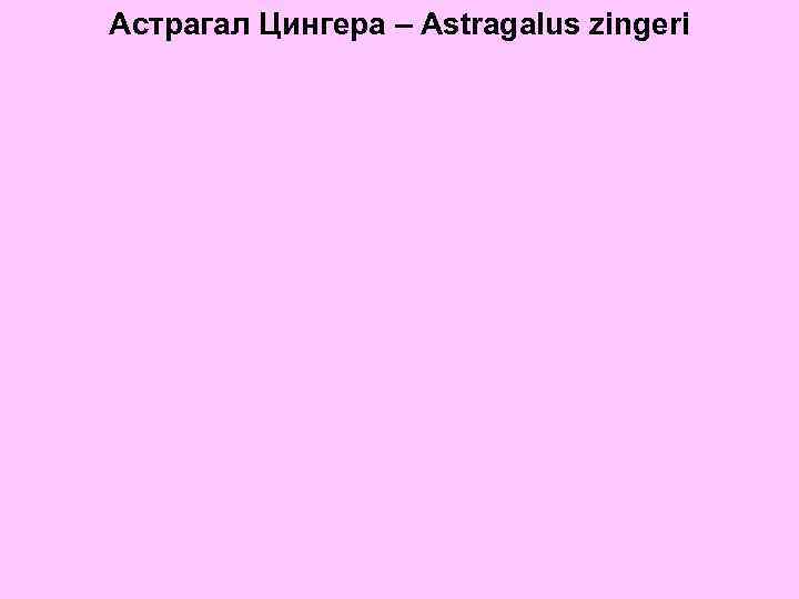 Астрагал Цингера – Astragalus zingeri 
