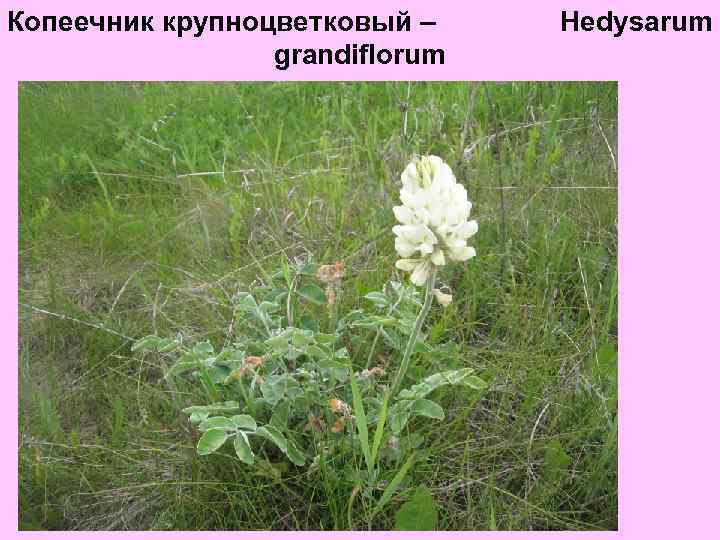 Копеечник крупноцветковый – grandiflorum Hedysarum 