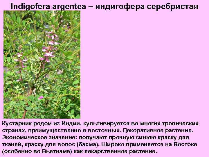 Indigofera argentea – индигофера серебристая Кустарник родом из Индии, культивируется во многих тропических странах,