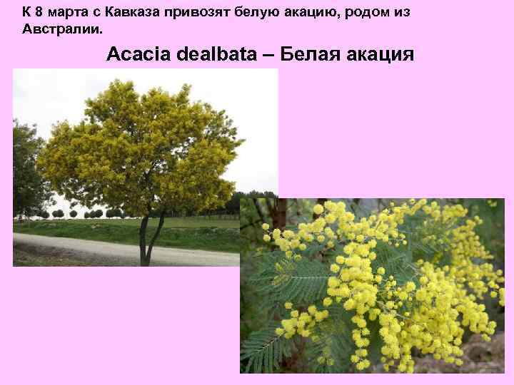 К 8 марта с Кавказа привозят белую акацию, родом из Австралии. Acacia dealbata –
