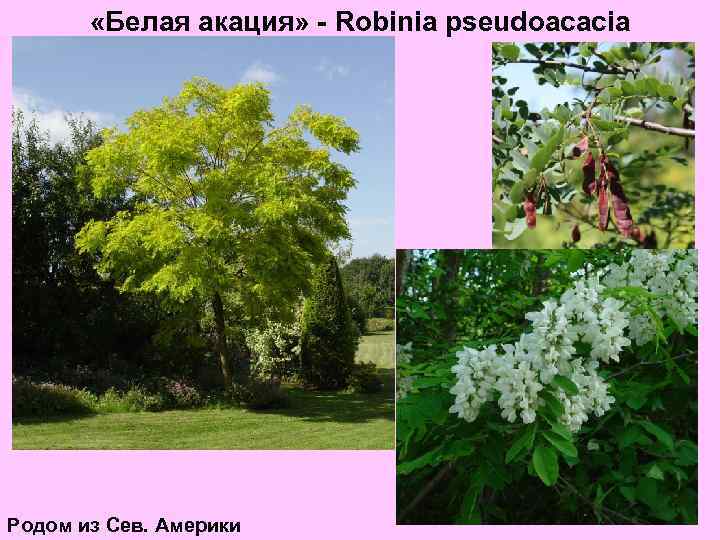  «Белая акация» - Robinia pseudoacacia Родом из Сев. Америки 