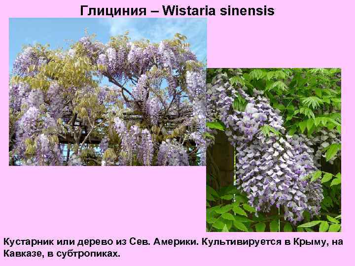 Глициния – Wistaria sinensis Кустарник или дерево из Сев. Америки. Культивируется в Крыму, на