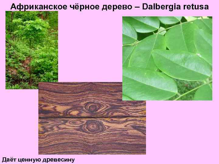 Африканское чёрное дерево – Dalbergia retusa Даёт ценную древесину 