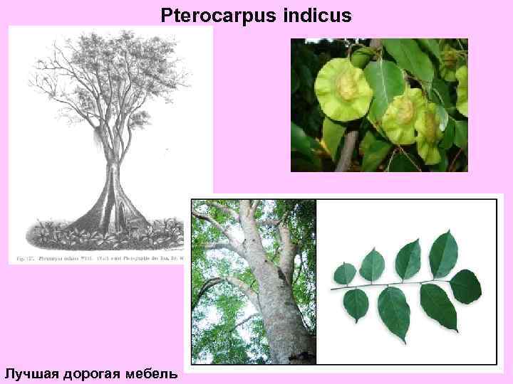 Pterocarpus indicus Лучшая дорогая мебель 