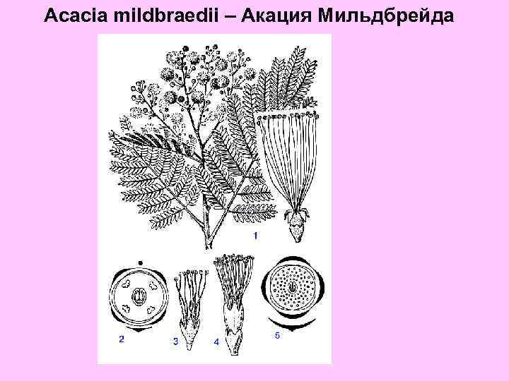 Acacia mildbraedii – Акация Мильдбрейда 