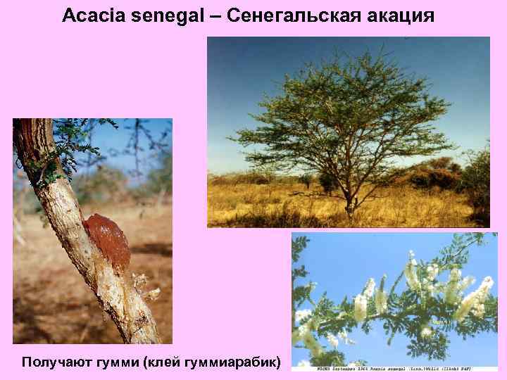 Acacia senegal – Сенегальская акация Получают гумми (клей гуммиарабик) 