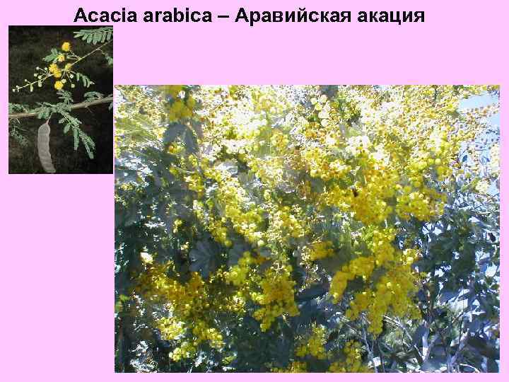 Acacia arabica – Аравийская акация 