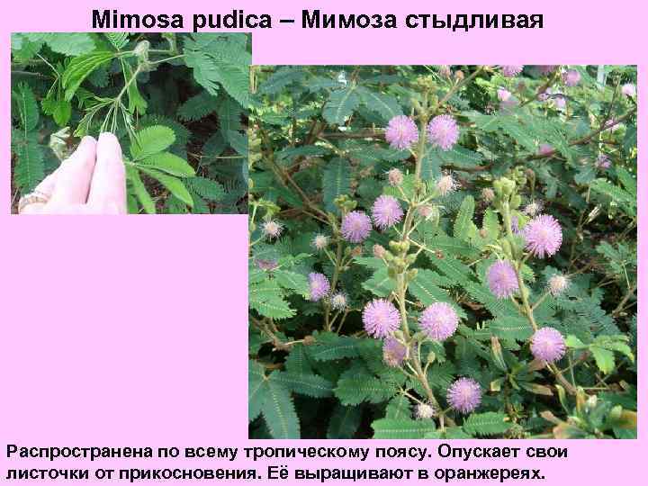 Mimosa pudica – Мимоза стыдливая Распространена по всему тропическому поясу. Опускает свои листочки от