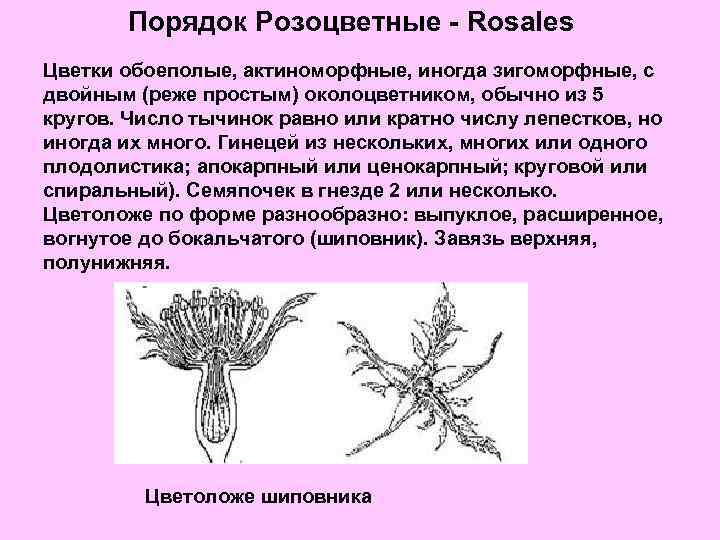 Околоцветник у розоцветных. Актиноморфные цветки характерны для семейств:. Число плодолистиков у шиповника. Зигоморфный обоеполый с двойным околоцветником. Симметрия цветы Розоцветные.