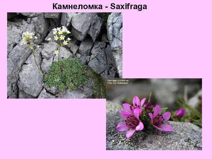 Камнеломка - Saxifraga 