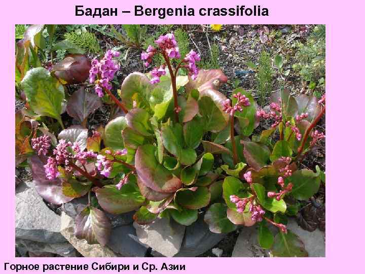 Бадан – Bergenia crassifoliа Горное растение Сибири и Ср. Азии 