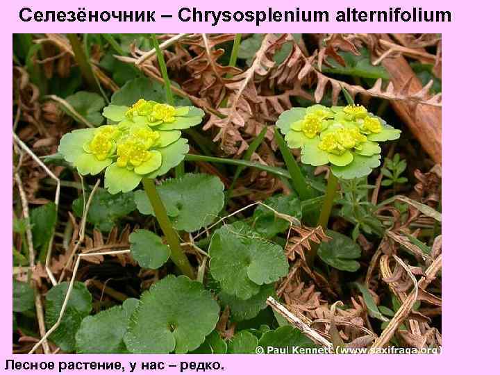 Селезёночник – Chrysosplenium alternifolium Лесное растение, у нас – редко. 