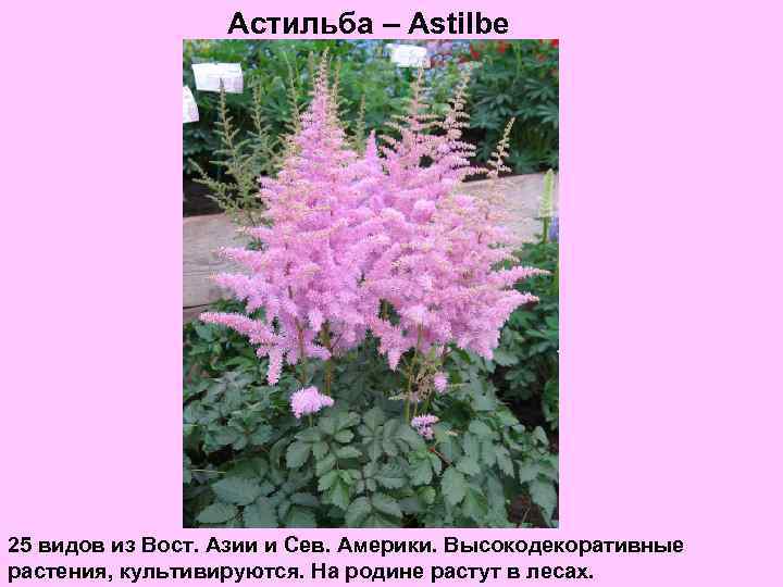 Астильба – Astilbe 25 видов из Вост. Азии и Сев. Америки. Высокодекоративные растения, культивируются.