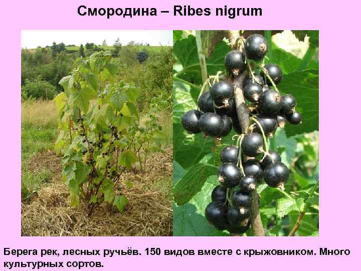 Смородина – Ribes nigrum Берега рек, лесных ручьёв. 150 видов вместе с крыжовником. Много