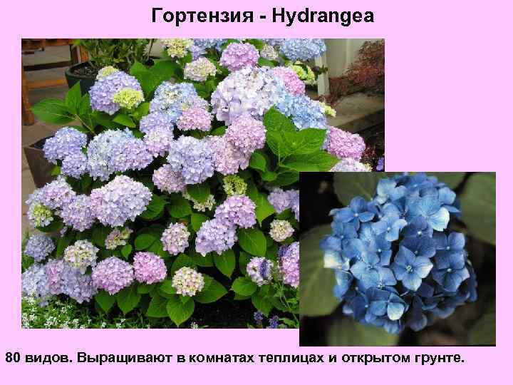 Гортензия - Hydrangea 80 видов. Выращивают в комнатах теплицах и открытом грунте. 