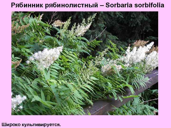 Рябинник рябинолистный – Sorbaria sorbifolia Широко культивируется. 