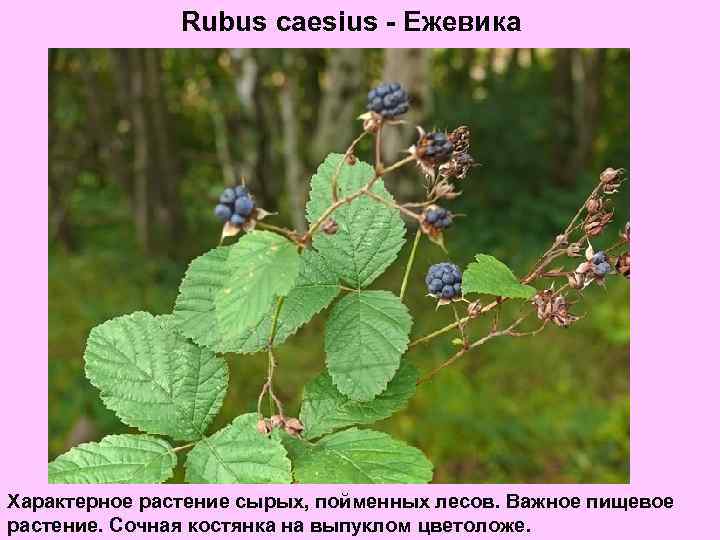 Rubus caesius - Ежевика Характерное растение сырых, пойменных лесов. Важное пищевое растение. Сочная костянка