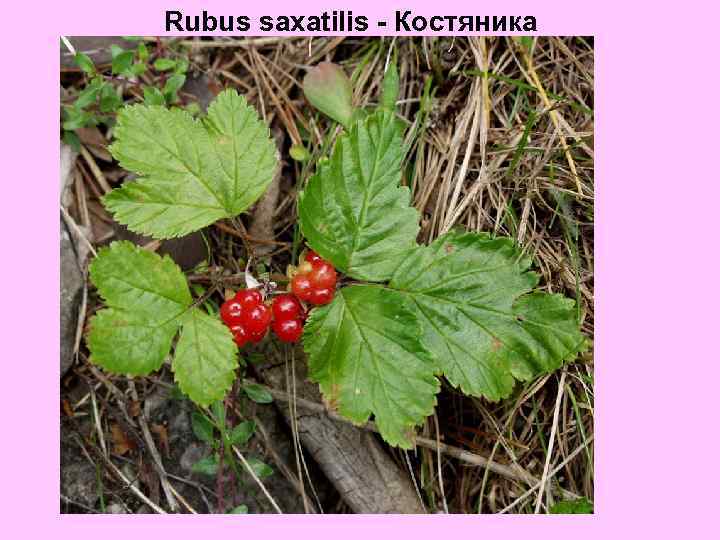 Rubus saxatilis - Костяника 