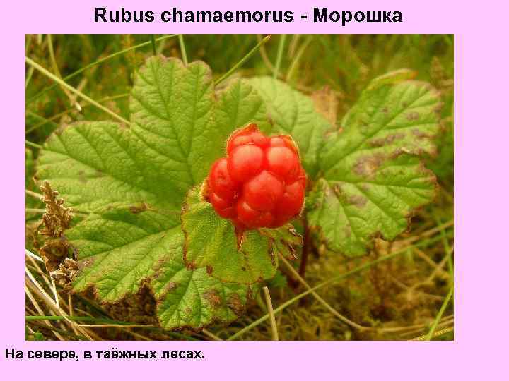 Rubus chamaemorus - Морошка На севере, в таёжных лесах. 