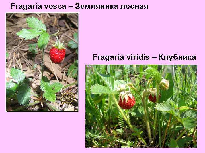 Fragaria vesca – Земляника лесная Fragaria viridis – Клубника 