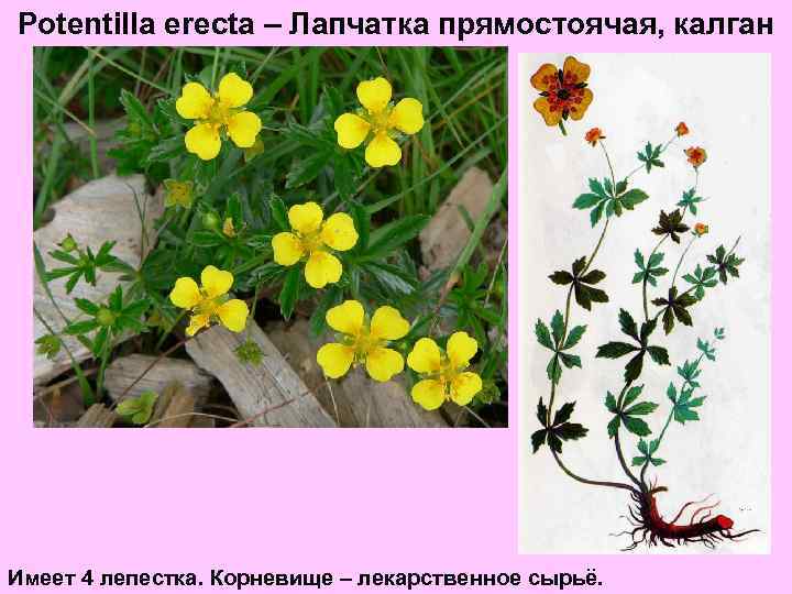 Potentilla erecta – Лапчатка прямостоячая, калган Имеет 4 лепестка. Корневище – лекарственное сырьё. 