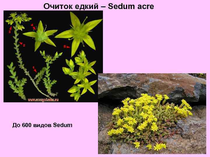 Очиток едкий – Sedum acre До 600 видов Sedum 