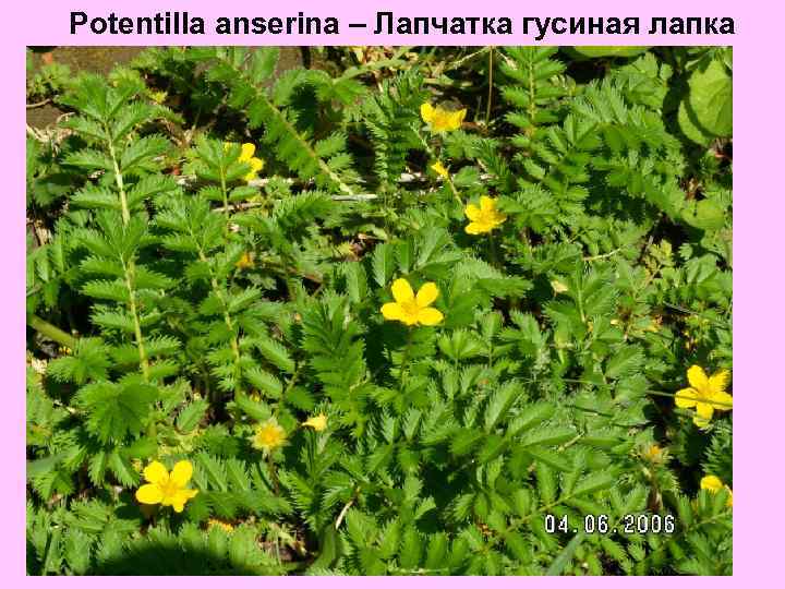 Potentilla anserina – Лапчатка гусиная лапка 