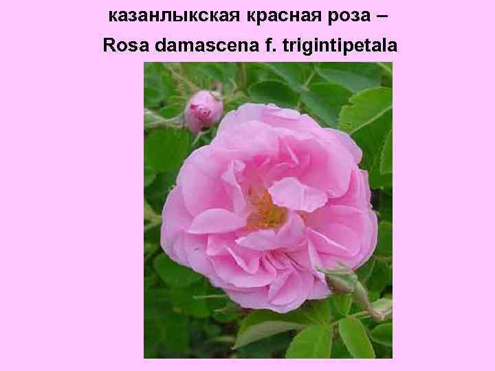 казанлыкская красная роза – Rosa damascena f. trigintipetala 