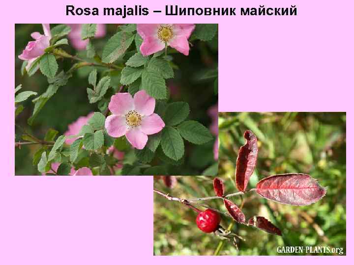 Rosa majalis – Шиповник майский 