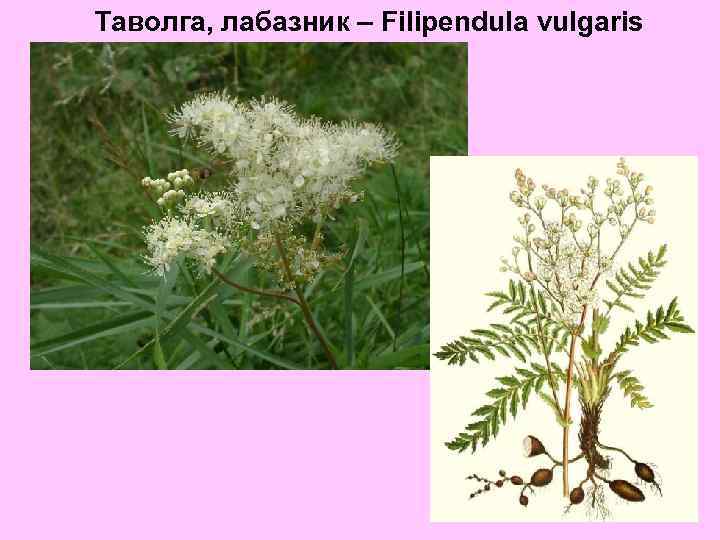 Таволга, лабазник – Filipendula vulgaris 