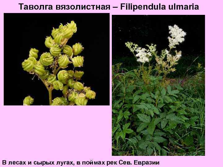 Таволга вязолистная – Filipendula ulmaria В лесах и сырых лугах, в поймах рек Сев.