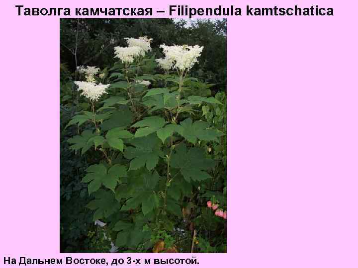 Таволга камчатская – Filipendula kamtschatica На Дальнем Востоке, до 3 -х м высотой. 