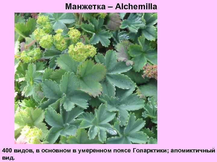 Манжетка – Alchemilla 400 видов, в основном в умеренном поясе Голарктики; апомиктичный вид. 