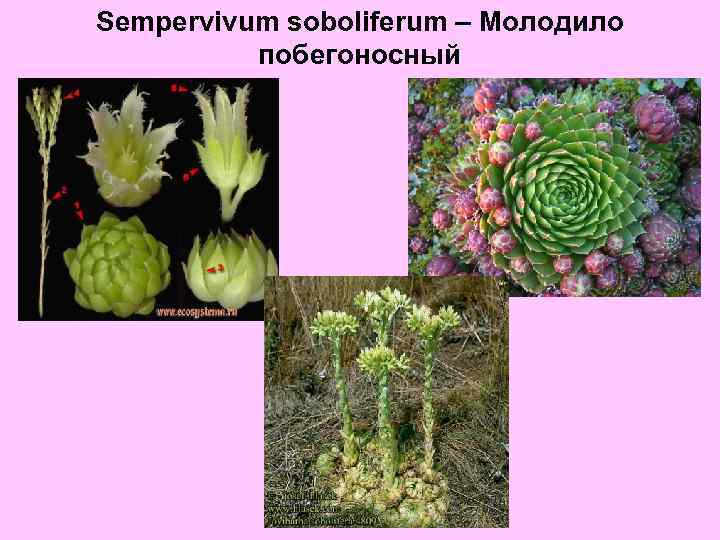 Sempervivum soboliferum – Молодило побегоносный 