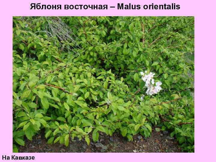 Яблоня восточная – Malus orientalis На Кавказе 