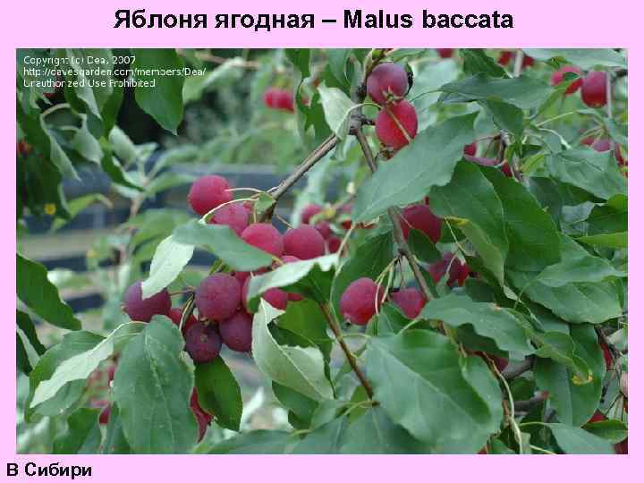 Яблоня ягодная – Malus baccata В Сибири 