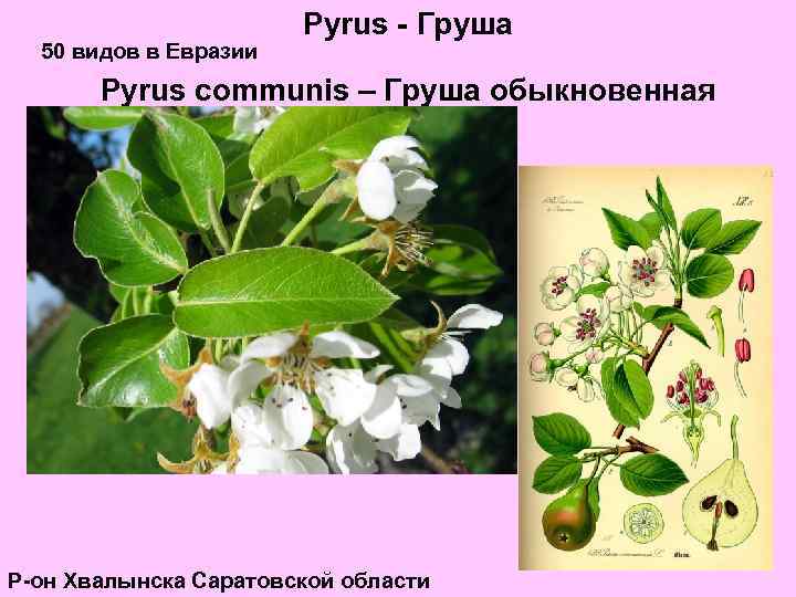 50 видов в Евразии Pyrus - Груша Pyrus communis – Груша обыкновенная Р-он Хвалынска